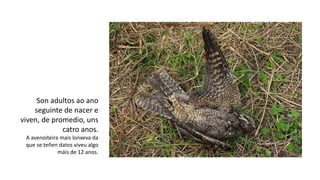 Son adultos ao ano
seguinte de nacer e
viven, de promedio, uns
catro anos.
A avenoiteira mais lonxeva da
que se teñen datos viveu algo
máis de 12 anos.
 