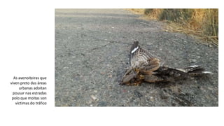 As avenoiteiras que
viven preto das áreas
urbanas adoitan
pousar nas estradas
polo que moitas son
víctimas do tráfico
 