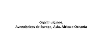 Caprimulginae.
Avenoiteiras de Europa, Asia, África e Oceanía
 