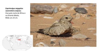 Caprimulgus aegyptius
(avenoiteira exipcia).
Vive polo norte de África e
no Oriente Medio.
Mide uns 25 cm.
 