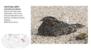 Caprimulgus affinis
(avenoiteira da sabana).
Vive en case toda a área
Indomalaia, a non ser nas
zonas de selva densa e nos
desertos, incluídas as illas ata
Sulawesi.
Mide de 20 a 26 cm.
 