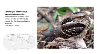 Caprimulgus andamanicus
(avenoiteira de Andamán).
Vive nos bosques tropicais e nos
campos abertos con árbores da
maioría das illas do arquipélago de
Andamán.
Mide de 23 a 27 cm.
 