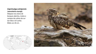 Caprimulgus atripennis
(avenoiteira marajá).
Atópase nos claros de
bosques abertos, matos e
campos de cultivo do sur
da India e Sri Lanka.
Mide uns 26 cm.
 