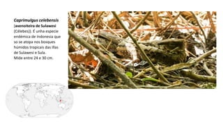 Caprimulgus celebensis
(avenoiteira de Sulawesi
(Célebes)). É unha especie
endémica de Indonesia que
so se atopa nos bosques
húmidos tropicais das illas
de Sulawesi e Sula.
Mide entre 24 e 30 cm.
 