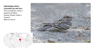 Caprimulgus clarus
(avenoiteira de rabo fino).
Vive en praderías, matos e
pasteiros de Xibuti,
Somalia, Etiopía, Sudán e
Tanzania.​
Mide uns 28 cm.
 