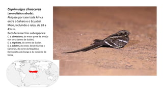Caprimulgus climacurus
(avenoiteira rabuda).
Atópase por case toda África
entre o Sahara e o Ecuador.
Mide, incluíndo o rabo, de 28 a
43 cm.
Recoñécense tres subespecies:
C. c. climacurus, da maior parte da área (a
non ser o centro de Sudán).
C. c. nigricans, do centro de Sudán.
C. c. sclateri, do oeste, desde Guinea a
Camerún, do norte da República
Democrática do Congo e do noroeste de
Kenia.
 
