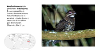 Caprimulgus concretus
(avenoiteira de Bonaparte)
É endémica das illas de
Sumatra, Borneo e Belitung.
Actualmente atópase en
perigo de extinción debido á
destrución do seu hábitat
pola deforestación.
Mide entre 21 e 22 cm.
 