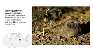 Caprimulgus stellatus
(avenoiteira estrelada).
É unha especie endémica de
África oriental (Etiopía, Kenia,
Somalia e Sudán do Sur).
Mide entre 21 e 23 cm e pode
pesar ata 70 g.
 