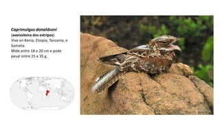 Caprimulgus donaldsoni
(avenoiteira dos estripos).
Vive en Kenia, Etiopía, Tanzania, e
Somalia.
Mide entre 18 e 20 cm e pode
pesar entre 25 e 35 g.
 