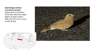 Caprimulgus eximius
(avenoiteira dourada).
Atopase polo sur do Sahara
(Chad, Mali, Mauritania, Níger,
Nigeria, Senegal e Sudán).
Mide entre 23 e 25 cm, e pesa
arredor de 60 g.
 