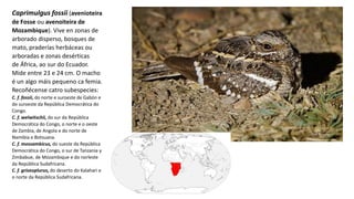Caprimulgus fossii (avenioteira
de Fosse ou avenoiteira de
Mozambique). Vive en zonas de
arborado disperso, bosques de
mato, praderías herbáceas ou
arboradas e zonas desérticas
de África, ao sur do Ecuador.
Mide entre 23 e 24 cm. O macho
é un algo máis pequeno ca femia.
Recoñécense catro subespecies:
C. f. fossii, do norte e suroeste de Gabón e
do suroeste da República Democrática do
Congo.
C. f. welwitschii, do sur da República
Democrática do Congo, o norte e o oeste
de Zambia, de Angola e do norte de
Namibia e Botsuana.
C. f. mossambicus, do sueste da República
Democrática do Congo, o sur de Tanzania y
Zimbabue, de Mozambique e do norleste
da República Sudafricana.
C. f. griseoplurus, do deserto do Kalahari e
o norte da República Sudafricana.
 