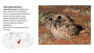 Caprimulgus fraenatus
(avenoiteira escura). Atópase polo
leste, o centro e o sur de África, a
non ser nas selvas (Angola, Botsuana,
Burundi, Eritrea, Etiopía, Kenia,
Malawi, Mozambique, Namibia,
Somalia, Sudáfrica, Sudán do Sur,
Tanzania, Uganda, Zambia, e
Zimbabue).
Mide uns 25 cm e pode pesar entre
45 e 65 g.
 