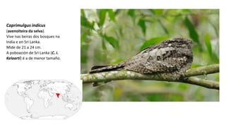 Caprimulgus indicus
(avenoiteira da selva)​.
Vive nas beiras dos bosques na
India e en Sri Lanka.
Mide de 21 a 24 cm.
A poboación de Sri Lanka (C. i.
Kelaarti) é a de menor tamaño.
 