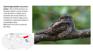 Caprimulgus jotaka (avenoiteira
jotaka). Vive no leste de Asia e no
Himalaia. Desde o sueste de Rusia,
norte de China e o Xapón ata as
montañas del sueste asiático e o
Himalaia. No inverno migra ao sur
a Indochina, a península malaia e o
arquipélago malaio.
Mide entre 24 e 29 cm e pesa de
80 a 90 g.
 
