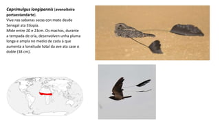 Caprimulgus longipennis (avenoiteira
portaestandarte).
Vive nas sabanas secas con mato desde
Senegal ata Etiopía.
Mide entre 20 e 23cm. Os machos, durante
a tempada de cría, desenvolven unha pluma
longa e ampla no medio de cada á que
aumenta a lonxitude total da ave ata case o
doble (38 cm).
 