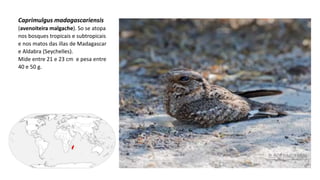 Caprimulgus madagascariensis
(avenoiteira malgache). So se atopa
nos bosques tropicais e subtropicais
e nos matos das illas de Madagascar
e Aldabra (Seychelles).
Mide entre 21 e 23 cm e pesa entre
40 e 50 g.
 