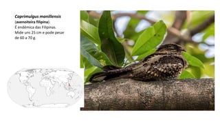 Caprimulgus manillensis
(avenoiteira filipina).
É endémica das Filipinas.
Mide uns 25 cm e pode pesar
de 60 a 70 g.
 