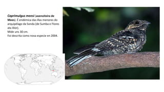 Caprimulgus meesi (avenoiteira de
Mees). É endémica das illas menores do
arquipélago da Sonda (de Sumba e Flores
ata Alor).
Mide uns 30 cm.
Foi descrita como nova especie en 2004. ​
 