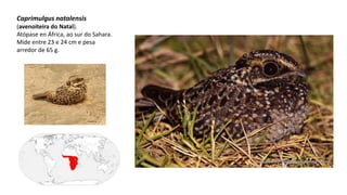 Caprimulgus natalensis
(avenoiteira do Natal).
Atópase en África, ao sur do Sahara.
Mide entre 23 e 24 cm e pesa
arredor de 65 g.
 