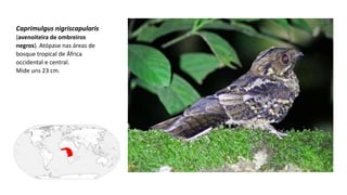 Caprimulgus nigriscapularis
(avenoiteira de ombreiros
negros). Atópase nas áreas de
bosque tropical de África
occidental e central.
Mide uns 23 cm.
 