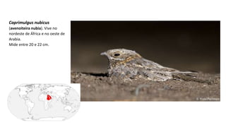 Caprimulgus nubicus
(avenoiteira nubia). Vive no
nordeste de África e no oeste de
Arabia.
Mide entre 20 e 22 cm.
 