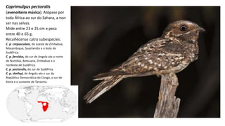 Caprimulgus pectoralis
(avenoiteira música). Atópase por
toda África ao sur do Sahara, a non
ser nas selvas.
Mide entre 23 e 25 cm e pesa
entre 40 e 65 g.
Recoñécense catro subespecies:
C. p. crepusculans, do sueste de Zimbabue,
Mozambique, Suazilandia e o leste de
Sudáfrica.
C. p. fervidus, do sur de Angola ata o norte
de Namibia, Botsuana, Zimbabue e o
nordeste de Sudáfrica.
C. p. pectoralis, do sur de Sudáfrica
C. p. shelleyi, de Angola ata o sur da
República Democrática do Congo, o sur de
Kenia e o suroeste de Tanzania.
 