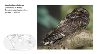 Caprimulgus phalaena
(avenoiteira de Palaos).
É endémica das illas de Palaos.
Mide de 21 a 23 cm.
 