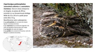 Caprimulgus poliocephalus
(avenoiteira abisinia ou avenoiteira
montana). Vive en áreas esteparias
en Angola, os países de África
oriental e o sur da península Arábiga.​
Mide de 22 a 24 cm e pode pesar
entre 40 e 57 g.
Recoñécense catro subespeciesː
C. p. poliocephalus, do suroeste de Arabia
Saudí e noroeste de Iemen.
C. p. ruwenzorii, do suroeste de Uganda e do
leste da República Democrática do Congo.
C. p. koesteri, do oeste de Angola.
C. p. guttifer, do suroeste de Tanzania, norte de
Malawi e nordeste de Zambia.
 