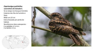 Caprimulgus pulchellus
(avenoiteira de Salvadori).
So se atopa nos bosques húmidos
tropicais das illas de Sumatra e
Xava.
Mide uns 22 cm.
Está ameazada por perda do
hábitat.
Recoñécense dúas subespecies:
C. p. pulchellus, de Sumatra.
C. p. bartelsi, de Xava.
 