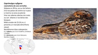 Caprimulgus rufigena
(avenoiteira de cara vermella).
Atópase en África, ao sur do Sahara.
Cría nos países do centro-sur e pasa
o inverno na zona ecuatorial.
Vive nas sabanas abertas con mato
ou con árbores e nas beiras dos
bosques.​
Mide arredor de 23-24 cm, é
presenta un marcado dimorfismo
sexual.​
Recoñécense dúas subespeciesː
C. r. rufigena, que cría en Sudáfrica, Zimbabue
e Zambia;
C. r. damarensis, que cría en Botsuana,
Namibia e Angola.
 