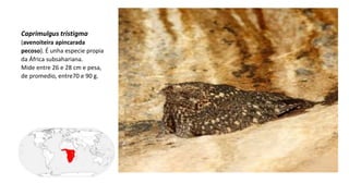 Caprimulgus tristigma
(avenoiteira apincarada
pecoso). É unha especie propia
da África subsahariana.
Mide entre 26 e 28 cm e pesa,
de promedio, entre70 e 90 g.
 