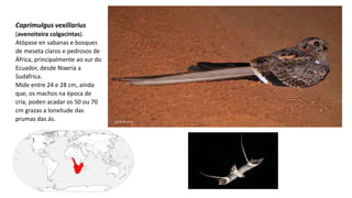 Caprimulgus vexillarius
(avenoiteira colgacintas).
Atópase en sabanas e bosques
de meseta claros e pedrosos de
África, principalmente ao sur do
Ecuador, desde Nixeria a
Sudáfrica.
Mide entre 24 e 28 cm, aínda
que, os machos na época de
cría, poden acadar os 50 ou 70
cm grazas a lonxitude das
prumas das ás.
 