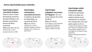 Caprimulgus
centralasicus
(avenoiteira de Vaurie).
É endémica do deserto
de Taklamakán, no
noroeste da China.
Mide uns 19 cm.
Coñécese por un único
exemplar atopado en 1929 en
Sinkiang, e non se volveu ver
desde entón.
Caprimulgus batesi
(avenoiteira de Bates).
Vive en claros e lindes
dos bosques primarios
de baixa altitude e nos
bosques secundarios
densos de África
ecuatorial
Mide entre 29 e 31 cm.
Coñécese por un único
exemplar descrito en 1990.
Caprimulgus solala
(avenoiteira solala).
É endémica de Etiopía
onde so se atopa nos
pasteiros baixos secos
subtropicais ou tropicais.
Por comparación crese que
pode acadar os 25 cm.
A especie foi descuberta en 1990 a
partir dunha á, recollida dos restos
dun exemplar atopados por uns
investigadores no Parque nacional
de Nechisar.​
Atópase ameazada por perda do
hábitat.
Caprimulgus
prigoginei (avenoiteira
de Prigogine). Vive nas
zonas tropicais do centro
de África.
Mide uns 19 cm.
So se atopou un único exemplar,
nas montañas Itombwe da
República Democrática do
Congo, en febreiro de 1952.
Outros caprimulxidae pouco coñecidos
 
