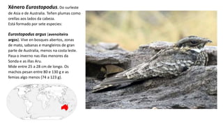 Eurostopodus argus (avenoiteira
argos). Vive en bosques abertos, zonas
de mato, sabanas e mangleiros de gran
parte de Australia, menos na costa leste.
Pasa o inverno nas illas menores da
Sonda e as illas Aru.
Mide entre 25 a 28 cm de longo.​ Os
machos pesan entre 80 e 130 g e as
femias algo menos (74 a 123 g).
Xénero Eurostopodus. Do surleste
de Asia e de Australia. Teñen plumas como
orellas aos lados da cabeza.
Está formado por sete especies:
 