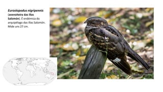 Eurostopodus nigripennis
(avenoiteira das illas
Salomón). É endémica do
arquipélago das illas Salomón.
Mide uns 27 cm.
 