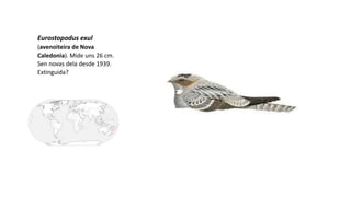 Eurostopodus exul
(avenoiteira de Nova
Caledonia). Mide uns 26 cm.
Sen novas dela desde 1939.
Extinguida?
 