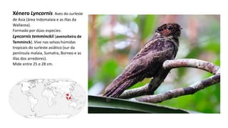 Xénero Lyncornis. Aves do surleste
de Asia (área Indomalaia e as illas da
Wallacea).
Formado por dúas especies:
Lyncornis temminckii (avenoiteira de
Temminck). Vive nas selvas húmidas
tropicais do surleste asiático (sur da
península malaia, Sumatra, Borneo e as
illas dos arredores).
Mide entre 25 e 28 cm.
 