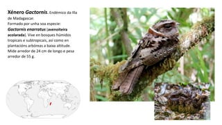 Xénero Gactornis. Endémico da Illa
de Madagascar.
Formado por unha soa especie:
Gactornis enarratus ​(avenoiteira
acolarada). Vive en bosques húmidos
tropicais e subtropicais, así como en
plantacións arbóreas a baixa altitude.
Mide arredor de 24 cm de longo e pesa
arredor de 55 g.
 