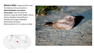 Xénero Veles. Propio de África. Está
formado por unha soa especie a
Veles binotatus (avenoiteira
bimaculada). Vive nos matos do
Camerún, Costa do marfil, Gabón, Ghana,
Liberia, República Centroafricana,
República do Congo e República
Democrática do Congo.
Mide arredor de 21 cm e pesa uns 60 gr
 