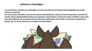 As avenoiteiras, noitebras ou noitaregas son aves estrixiformes da familia (Caprimulgidae) que acolle
unhas cen especies.
Son aves pouco coñecidas a pesares de estaren distribuídas por todas as áreas temperadas e quentes do
mundo. Pasan desapercibidas polos seus costumes crepusculares e nocturnos (voan á tardiña e pola noite
para alimentárense de insectos), pola súa plumaxe críptica (gris e/ou parda con manchas irregulares) e
porque non se moven ata que un se atopa moi preto delas-.
botouse a investigar...
 