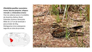 Chordeiles pusillus (avenoiteira
enana, bacurau pequeno, añapero
menudo ou chotacabras enano)
Vive nas sabanas secas e inundables
de Arxentina, Bolivia, Brasil,
Colombia, Guiana e Venezuela.​
Mide 16​ a 17 cm de lonxitude e
pesa arredor de 30 g.
Distínguense cinco subespecies
segundo as cores da prumaxe.
 
