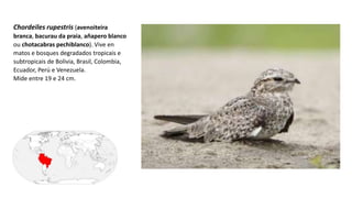 Chordeiles rupestris (avenoiteira
branca, bacurau da praia, añapero blanco
ou chotacabras pechiblanco). Vive en
matos e bosques degradados tropicais e
subtropicais de Bolivia, Brasil, Colombia,
Ecuador, Perú e Venezuela.
Mide entre 19 e 24 cm.
 