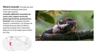 Xénero Lurocalis. Formado por aves
nativas do continente americano.
Inclúe dúas especies:
Lurocalis rufiventris (avenoiteira de
ventre rubio, añapero ventrirrufo,
gallinaciega buchirufa, guardacaminos
buchirufo. Vive en bosques húmidos
tropicais e subtropicais, e en bosques de
montaña de pouca altura de Bolivia,
Colombia, Ecuador, Perú e Venezuela.
Mide uns 25 cm de longo e pesa arredor
de 110 g.
 