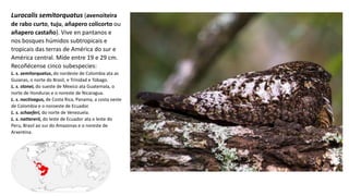Lurocalis semitorquatus (avenoiteira
de rabo curto, tuju, añapero colicorto ou
añapero castaño). Vive en pantanos e
nos bosques húmidos subtropicais e
tropicais das terras de América do sur e
América central. Mide entre 19 e 29 cm.
Recoñécense cinco subespecies:
L. s. semitorquatus, do nordeste de Colombia ata as
Guianas, o norte do Brasil, e Trinidad e Tobago.
L. s. stonei, do sueste de Mexico ata Guatemala, o
norte de Honduras e o noreste de Nicaragua.
L. s. noctivagus, de Costa Rica, Panama, a costa oeste
de Colombia e o noroeste de Ecuador.
L. s. schaeferi, do norte de Venezuela.
L. s. nattererii, do leste de Ecuador ata o leste do
Peru, Brasil ao sur do Amazonas e o noreste de
Arxentina.
 
