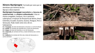 Xénero Nyctiprogne. Formado por aves que se
distribúen por América do Sur.
Agrupa a dúas especies:
Nyctiprogne leucopyga (avenoiteira ou bacurau de
cauda barrada ou añapero colibandeado). Vive en
chairas anegables, bosques, ríos e pantanos
subtropicais e tropicais da Amazonía de Bolivia, Brasil,
Colombia, Ecuador, Guaiana, Guiana, Paraguai, Perú e
Venezuela. Pode medir entre 16 e 20 cm.
Subespecies:
N. l. leucopyga, do leste de Venezuela as Guianas e o norte do Brasil.
N. l. pallida, do norleste de Colombia ata o centro de Venezuela.
N. l. exigua, do leste de Colombia e o sur de Venezuela.
N. l. majuscula, do norleste do Perú, o leste de Bolivia ata o centro
do Brasil.
N. l. latifascia, do norleste do Perú ata o leste de Venezuela e o
centro do Brasil.
 