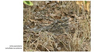 Unha avenoiteira
camuflada na contorna
 