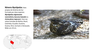 Xénero Nyctipolus. Aves
propias de América do Sur
Formado por dúas especies:
Nyctipolus nigrescens
(avenoiteira, bacurau laxeado ou
chotacabras negruzco). Vive nas
selvas húmidas de Bolivia, Brasil,
Colombia, Ecuador, Guaiana,
Guiana, Perú, Surinam e Venezuela.
Mide uns 19 cm.
 