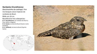 Nyctipolus hirundinaceus
(bacurauzinho da caatinga). Vive
nos bosques secos tropicais do
nordeste do Brasil.
Mide uns 16 cm.
Recoñécense tres subespecies:
N. h. Hirundinaceus, do nordeste do Brasil (s
Piauí, Bahía e Alagoas).
N. h. Cearae, do leste do Brasil (Ceará e norte
de Bahía).
N. h. Vielliardi, do leste do Brasil (Espirito
Santo).
 