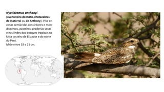 Nyctidromus anthonyi
(avenoiteira do mato, chotacabras
de matorral ou de Anthony). Vive en
zonas semiáridas con árbores e mato
dispersos, pasteiros, praderías secas
e nas lindes dos bosques tropicais na
faixa costeira de Ecuador e do norte
do Perú.
Mide entre 18 e 21 cm.
 
