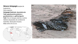 Xénero Setopagis propias de
Sudamérica.
Catro especies:
Setopagis heterura. Avenoiteira de
Todd, aguaitacamino piedrero e
guardacaminos ou gallinaciega de
Todd. Vive en bosques abertos e outros
hábitats despexados do nordeste de
Colombia, Venezuela e Guiana.
Mide entre 19 e 21 cm.
 